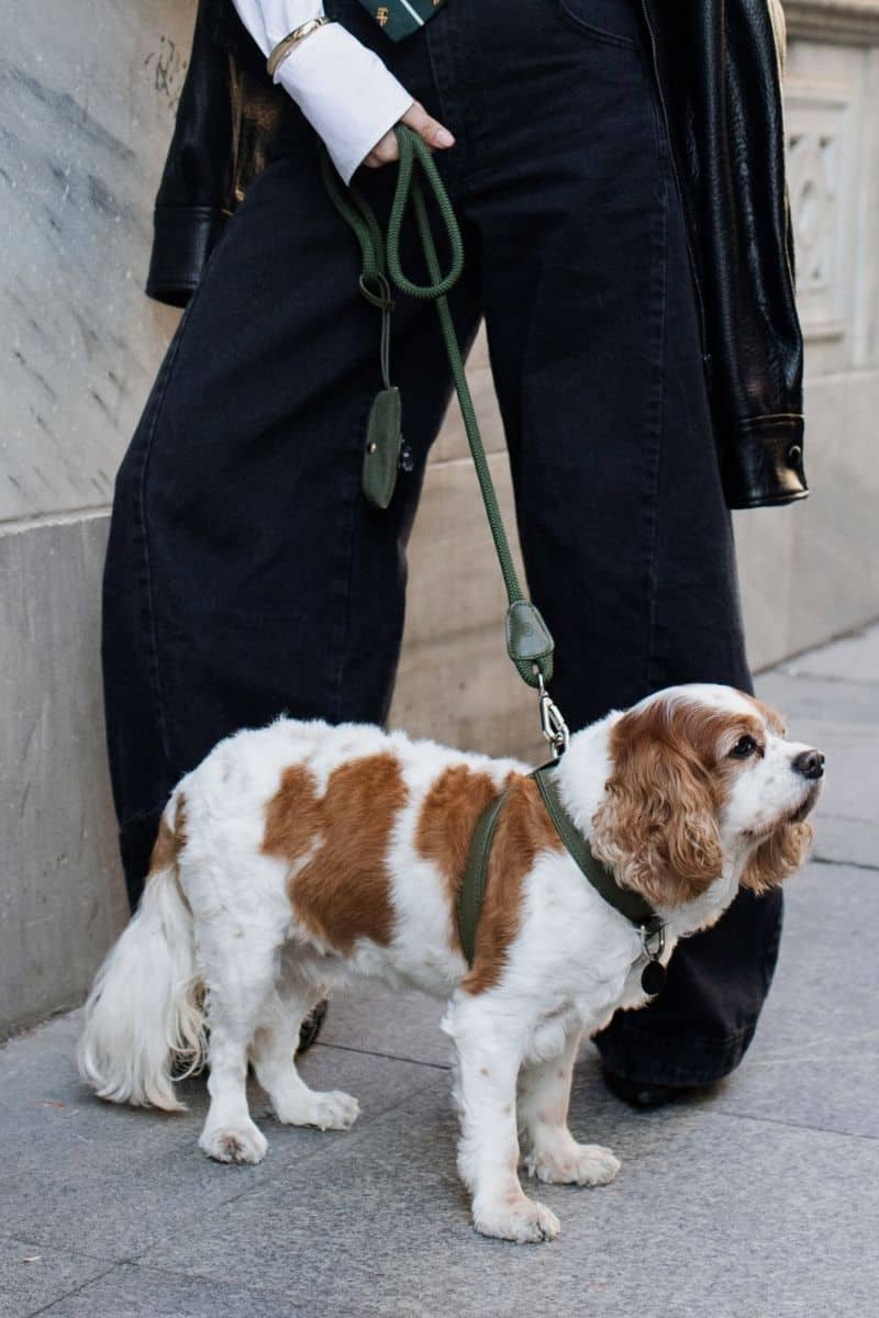 LOOP LEASH IN ARMY GREEN