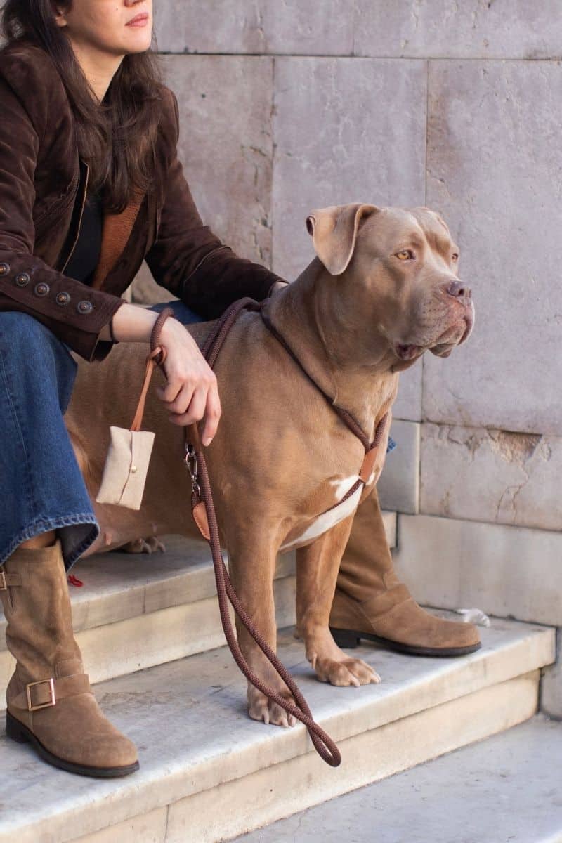 LOOP HARNESS IN ESPRESSO BROWN