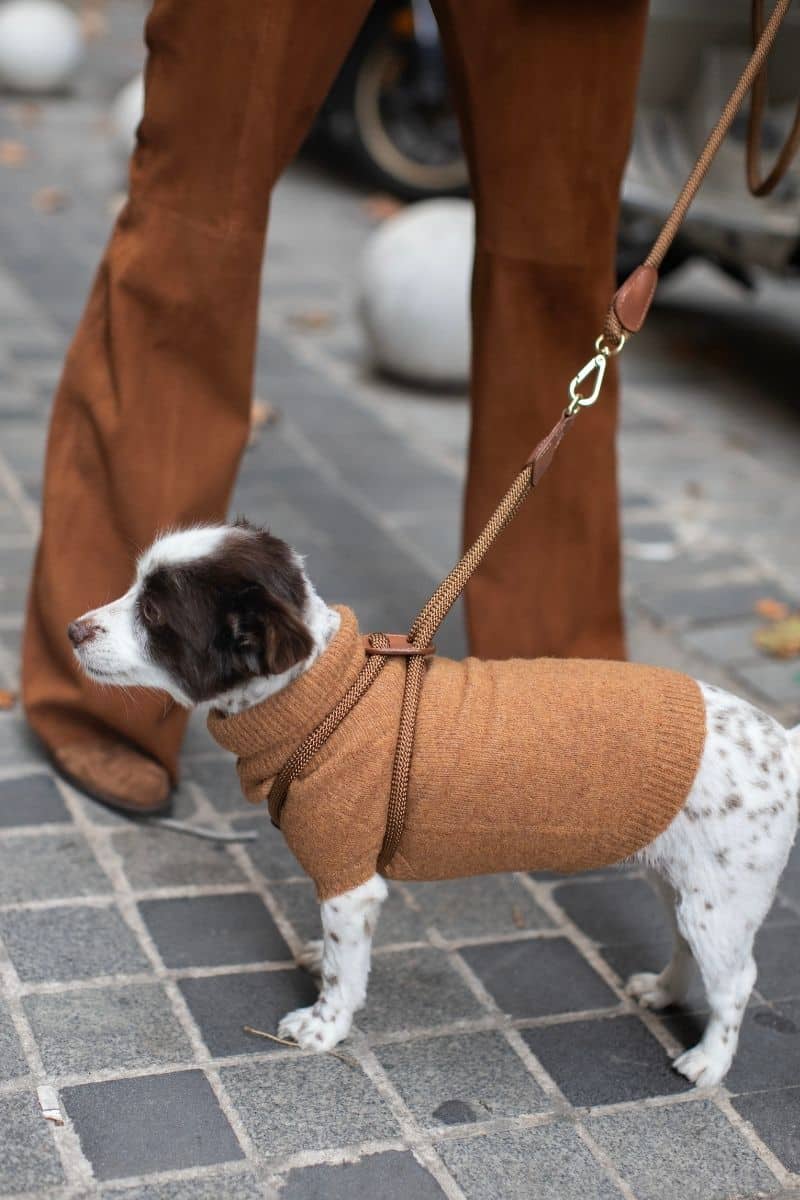 LOOP HARNESS IN CARAMEL BROWN