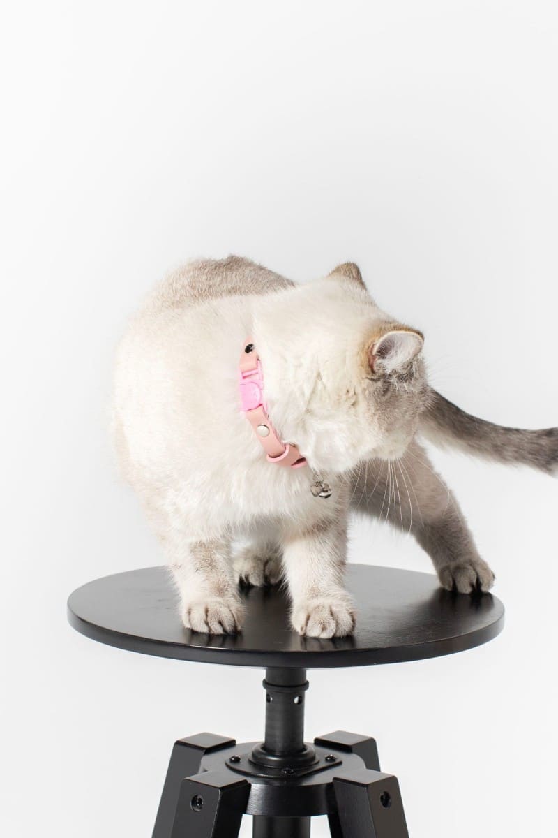 CAT COLLAR IN PINK