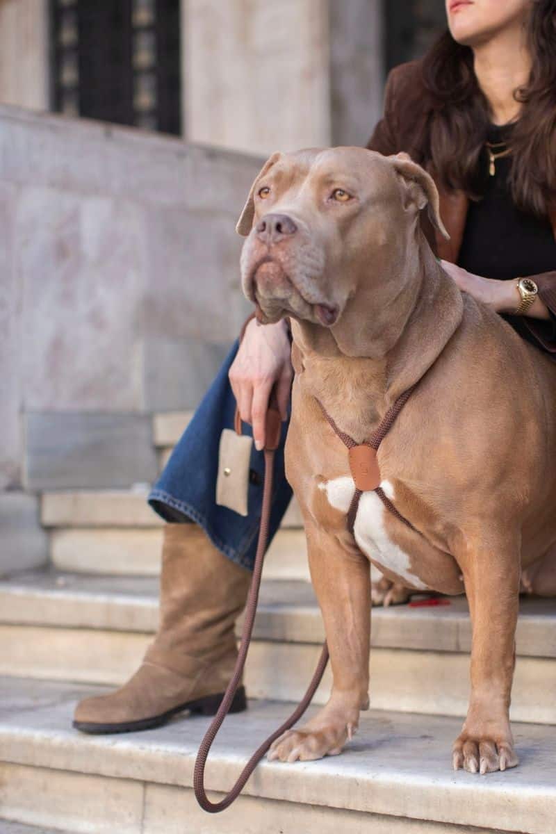 LOOP HARNESS IN ESPRESSO BROWN