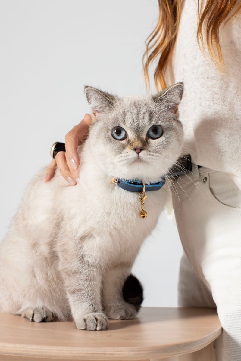 CAT COLLAR IN NAVY