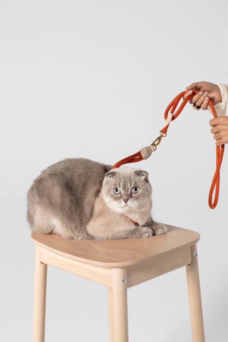 LOOP HARNESS IN RUSTY ORANGE