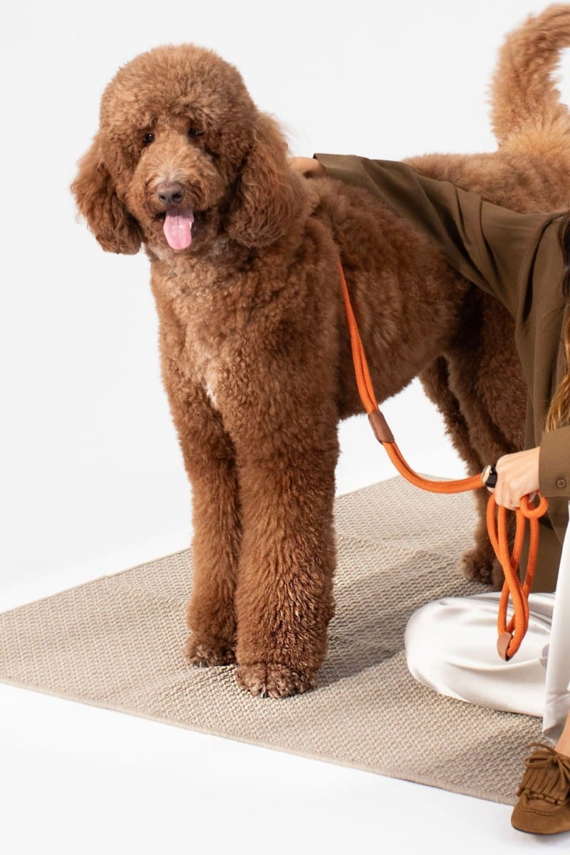 ALL IN 1 LOOP HARNESS IN RUSTY ORANGE