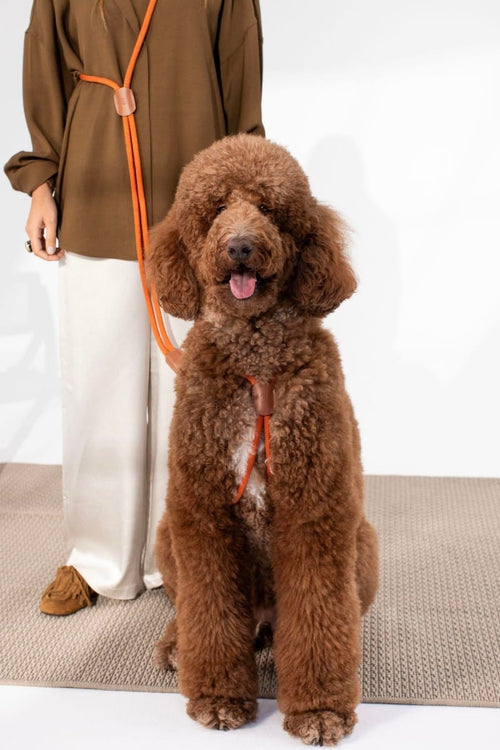 ALL IN 1 LOOP HARNESS IN RUSTY ORANGE