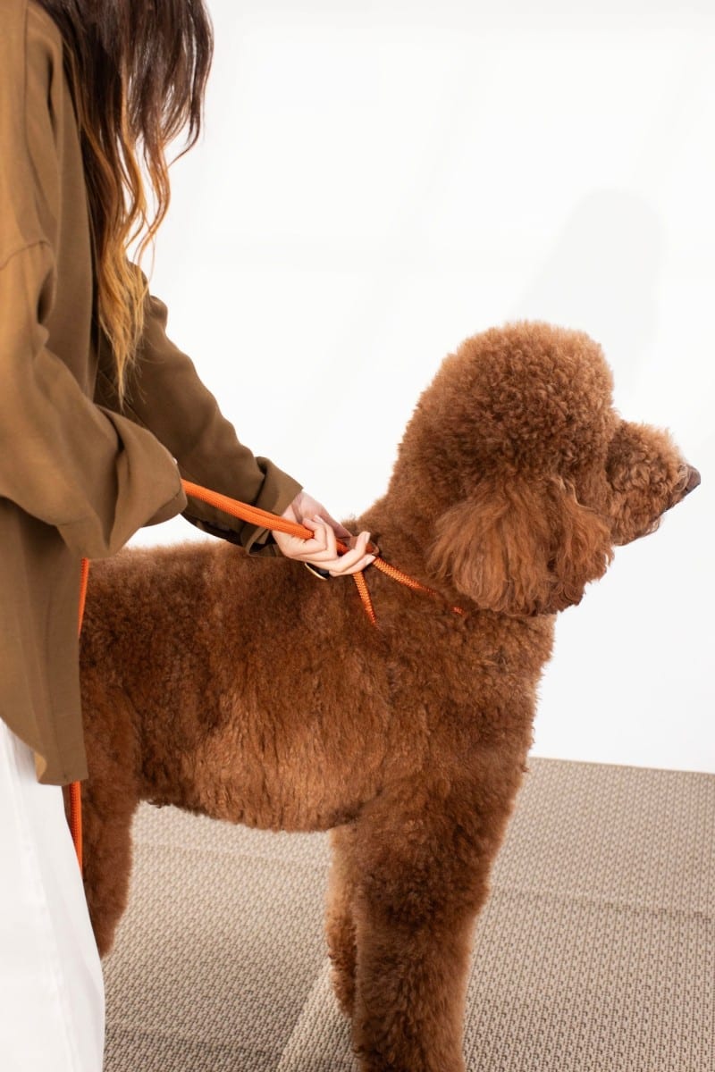 ALL IN 1 LOOP HARNESS IN RUSTY ORANGE