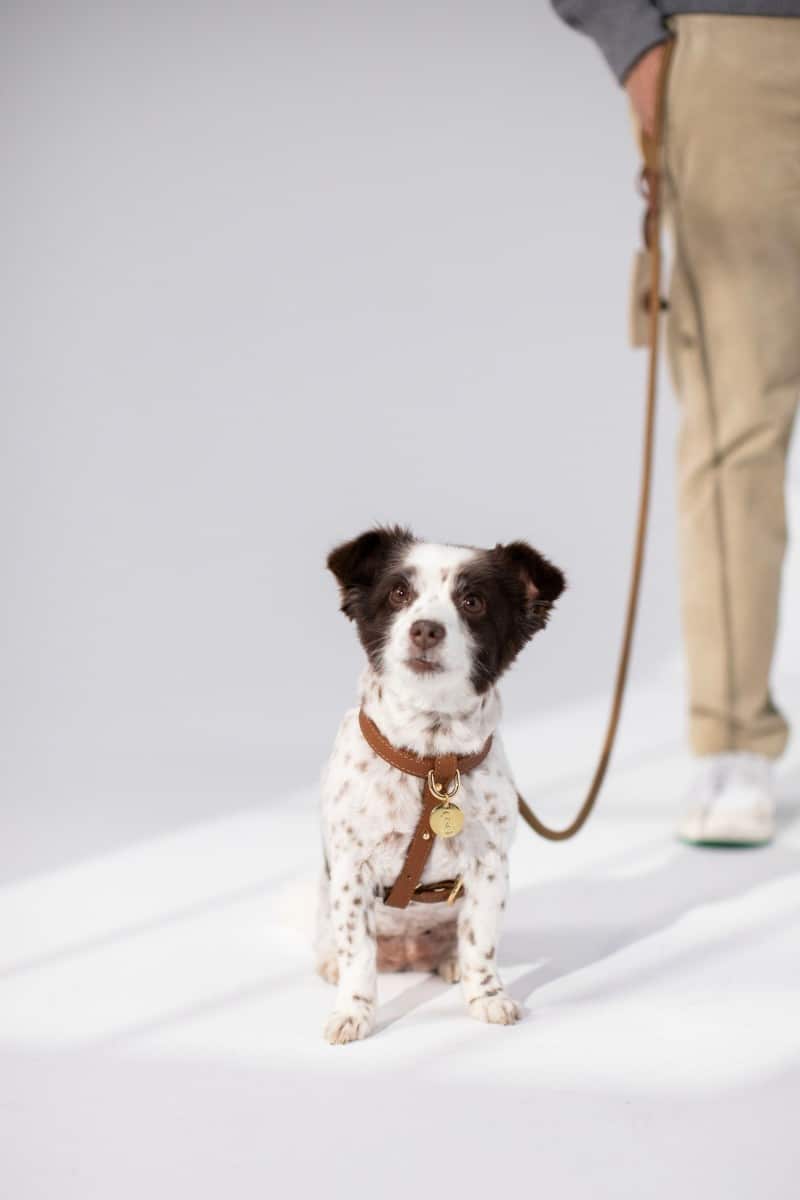 CROSS HARNESS IN CARAMEL BROWN