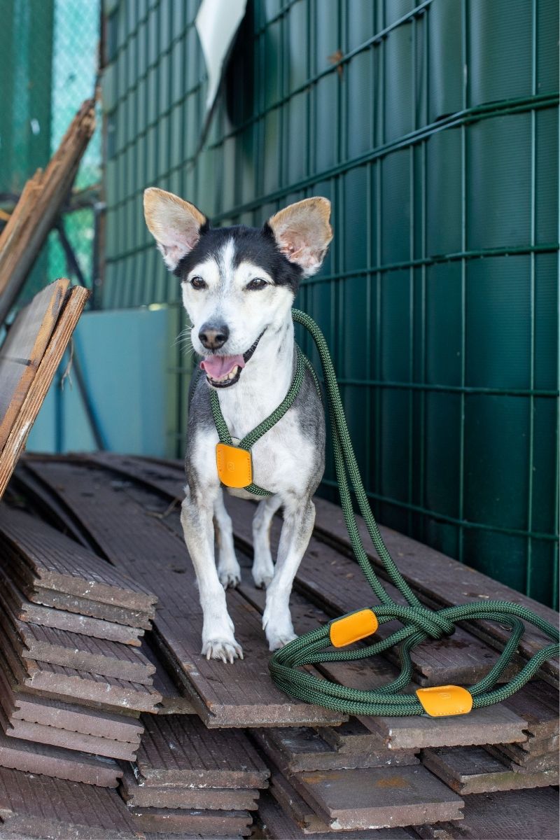 ALL IN 1 LOOP HARNESS IN ARMY GREEN & ORANGE