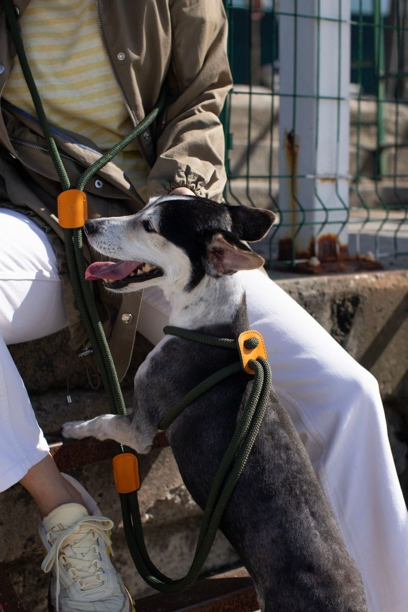 ALL IN 1 LOOP HARNESS IN ARMY GREEN & ORANGE