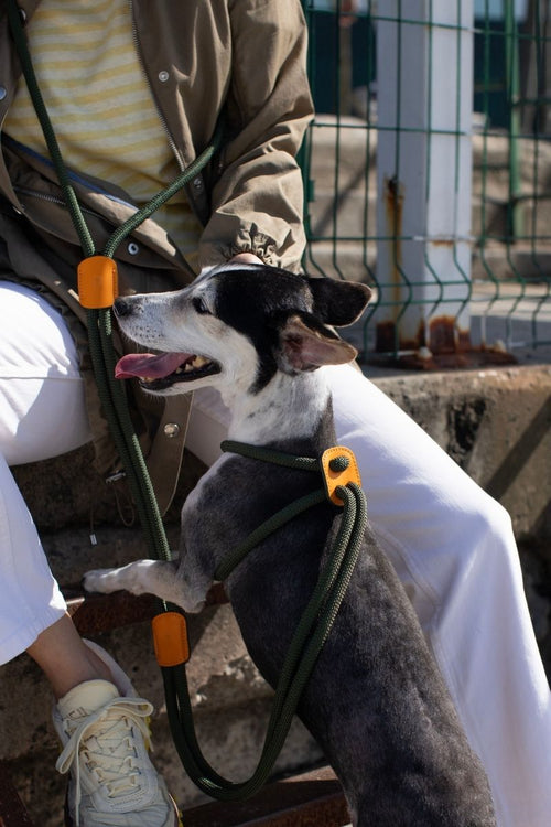 ALL IN 1 LOOP HARNESS IN ARMY GREEN & ORANGE