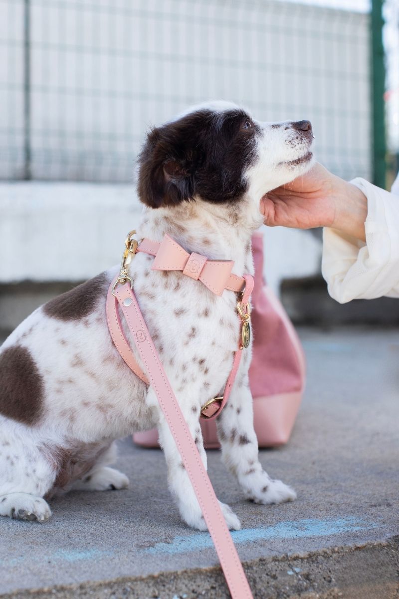 BOWTIE IN PINK