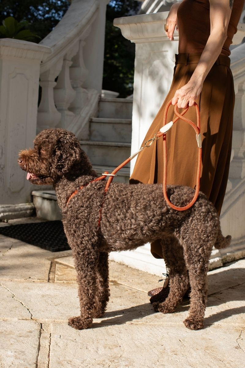 LOOP LEASH IN RUSTY ORANGE