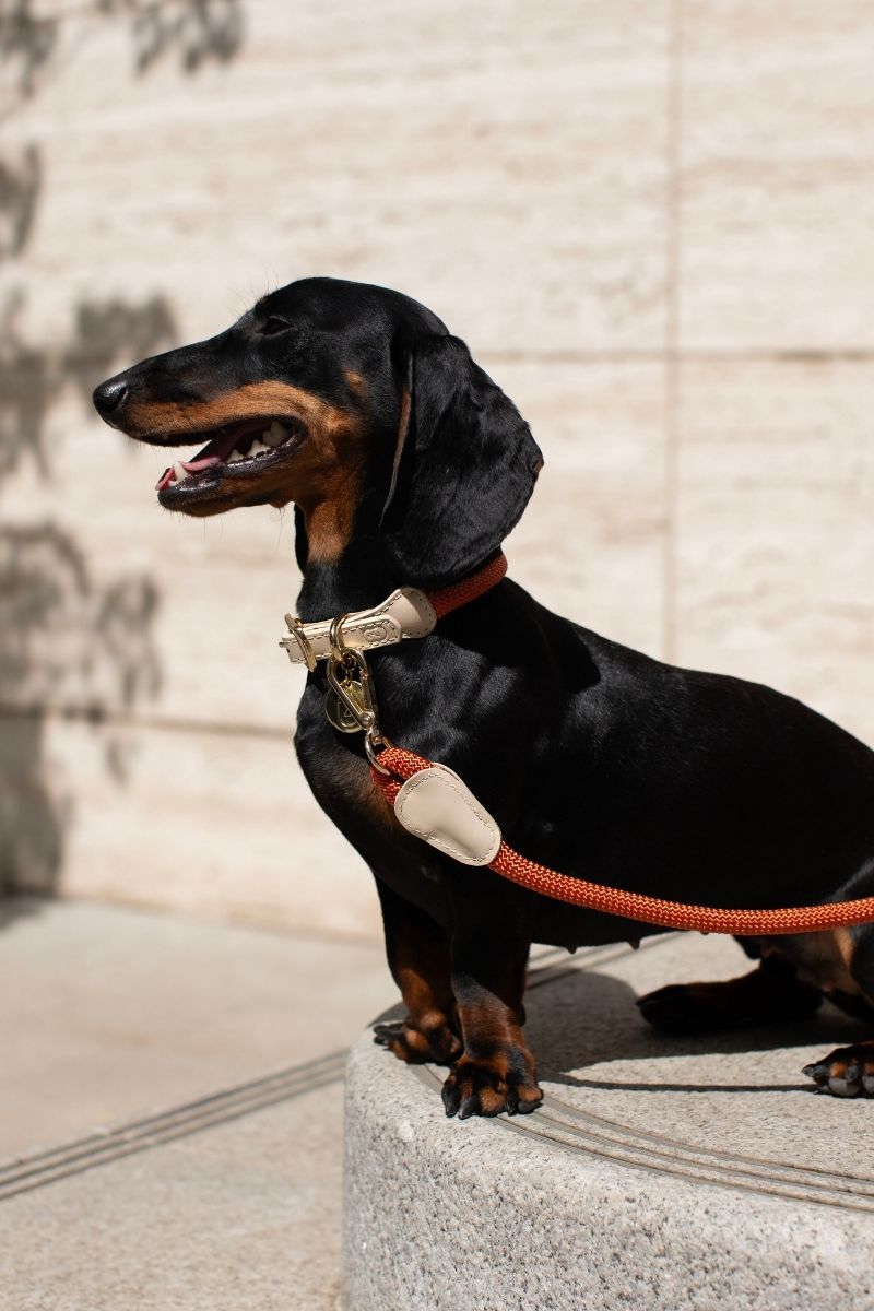 LOOP LEASH IN RUSTY ORANGE