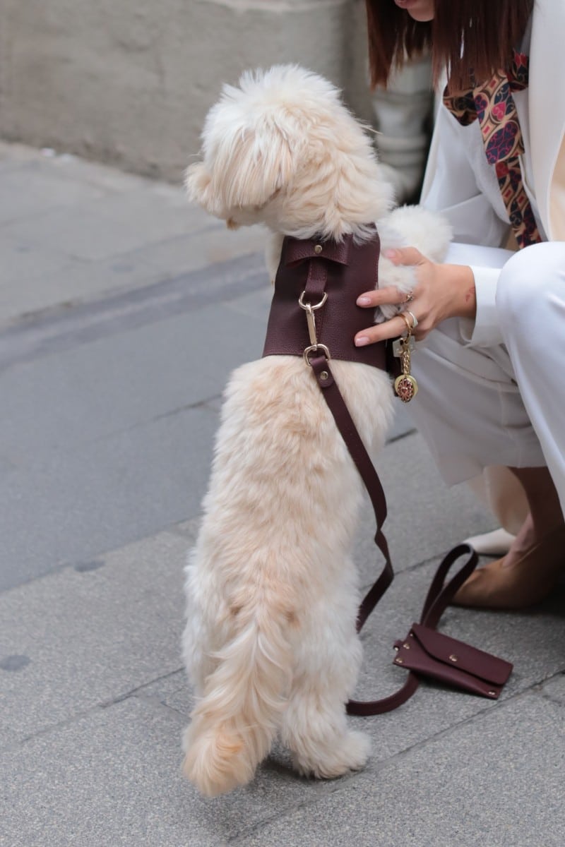 LEATHER LEASH IN VINTAGE BURGUNDY