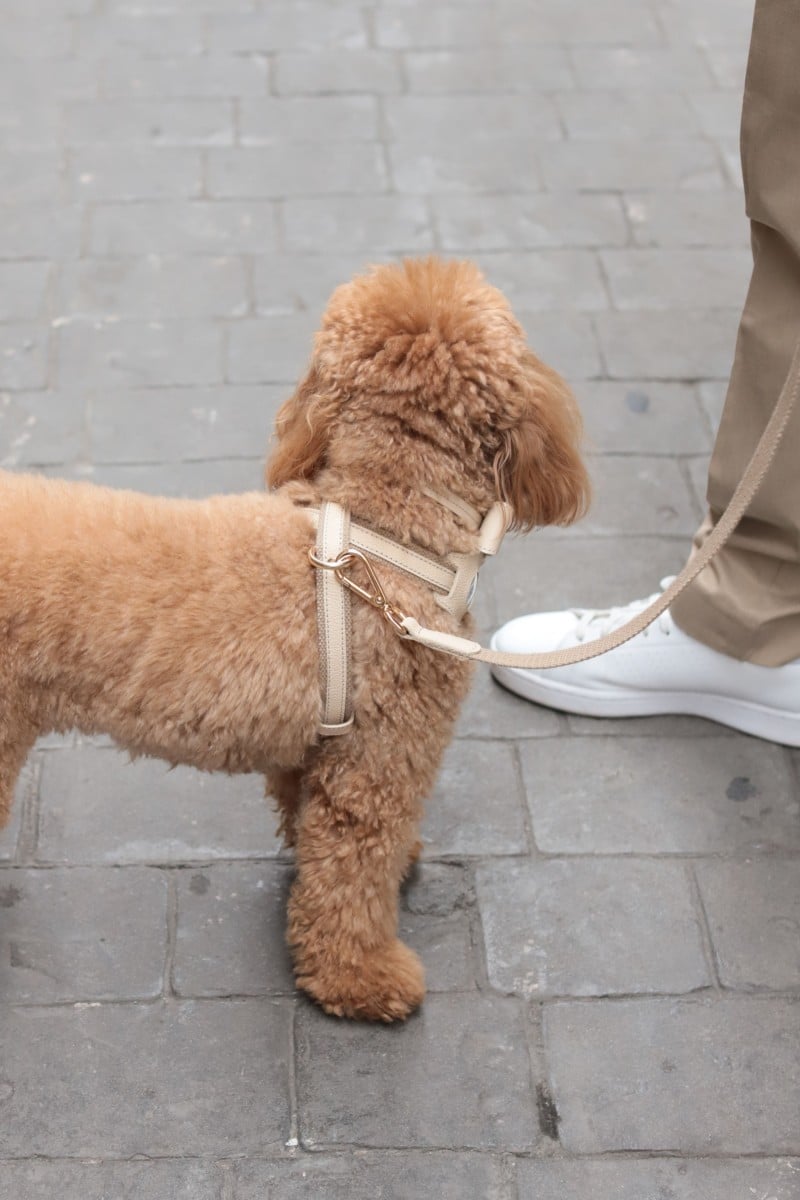 CROSS HARNESS IN BEIGE