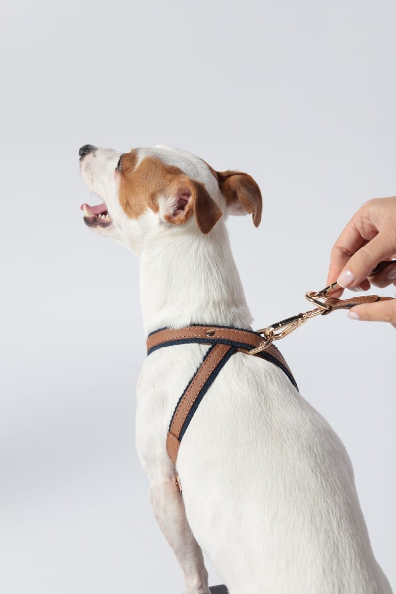 CROSS HARNESS IN BROWN & NAVY