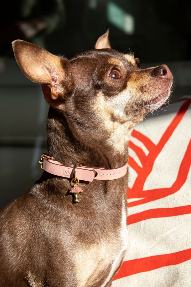 MINI COLLAR IN PINK