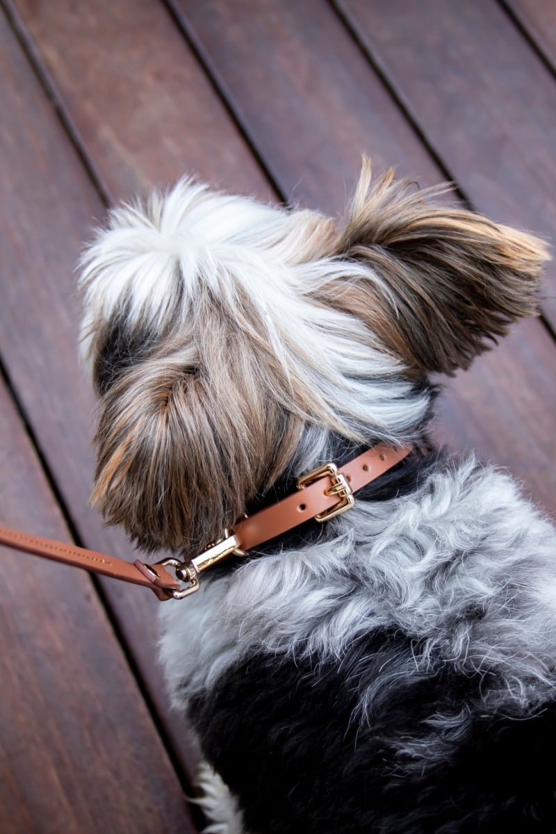 MINI COLLAR IN BROWN