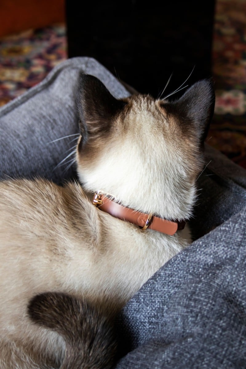 MINI COLLAR IN BROWN
