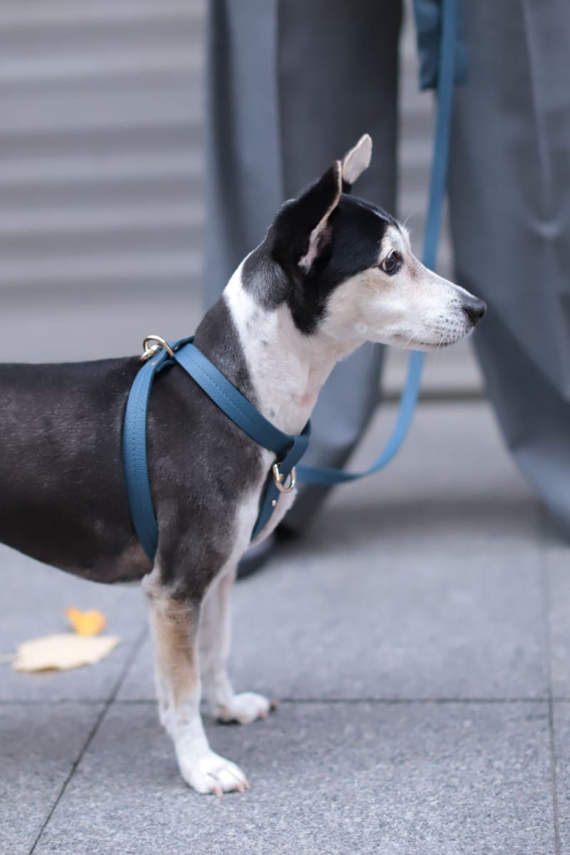 CROSS HARNESS IN NAVY