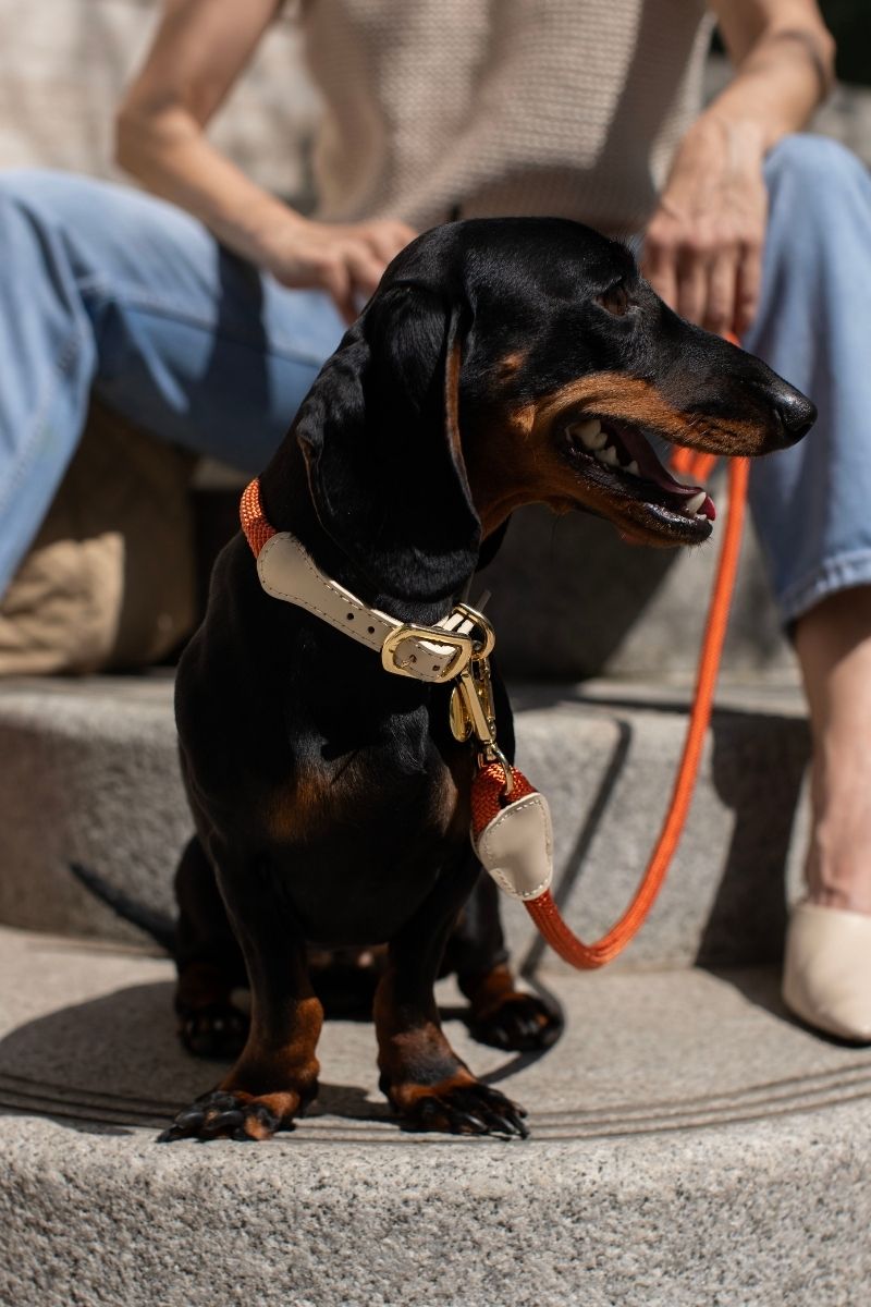 LOOP LEASH IN RUSTY ORANGE