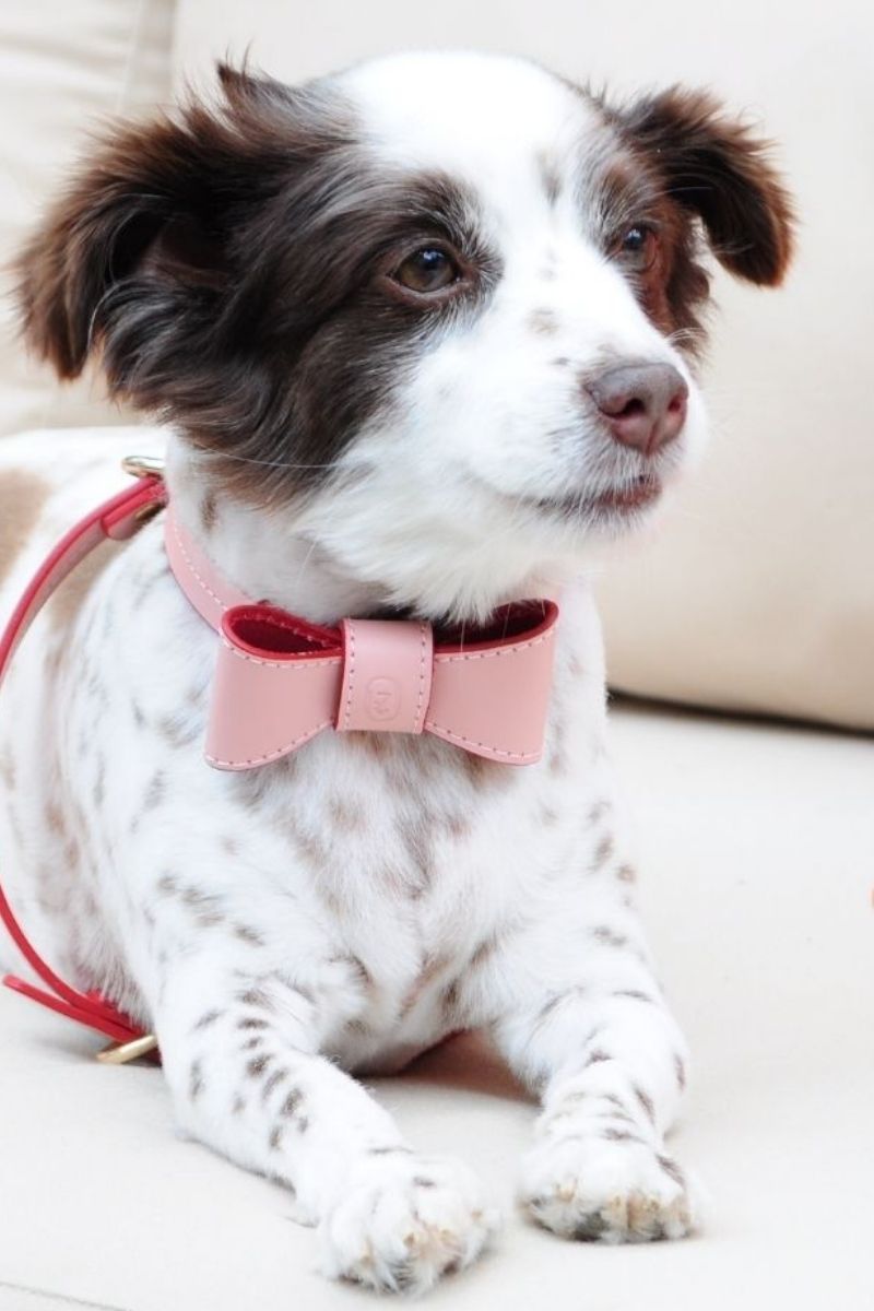BOWTIE IN PINK