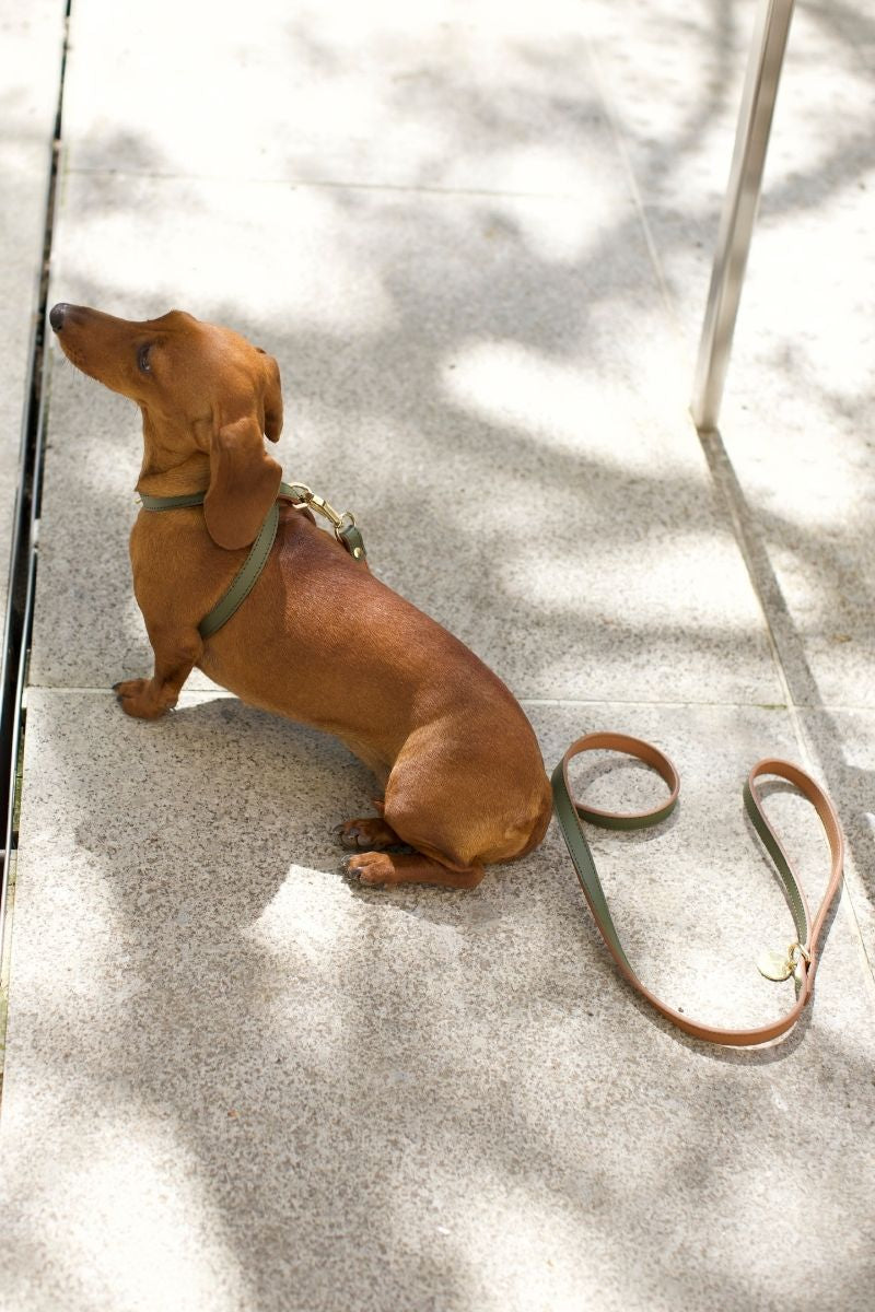 ARMY-CARAMEL CROSS HARNESS | GOLD
