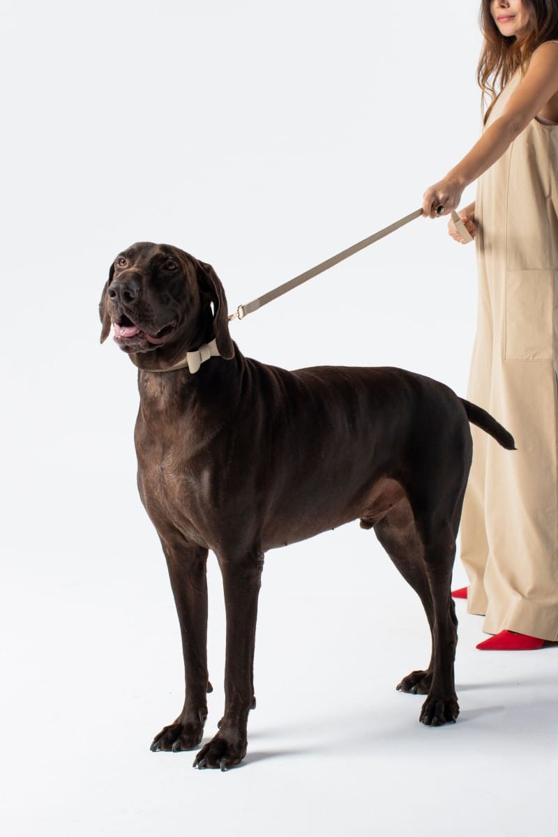 BOWTIE IN IVORY BEIGE
