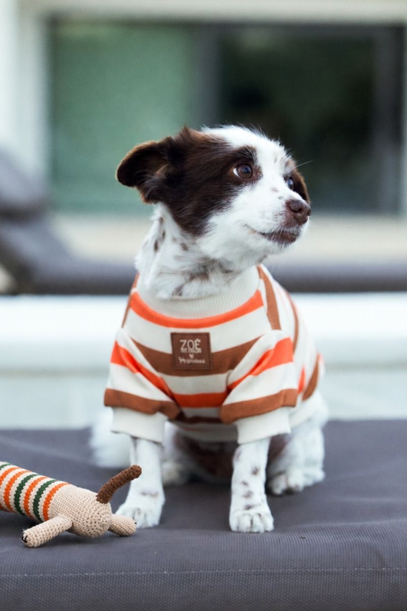 Zoë Pet Atelier × Lolidogs | Basic Stripe Caramel