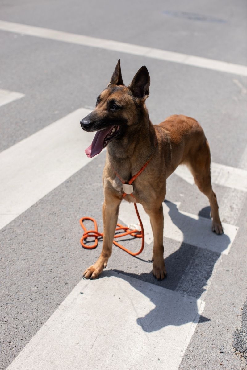 LOOP HARNESS IN RUSTY ORANGE