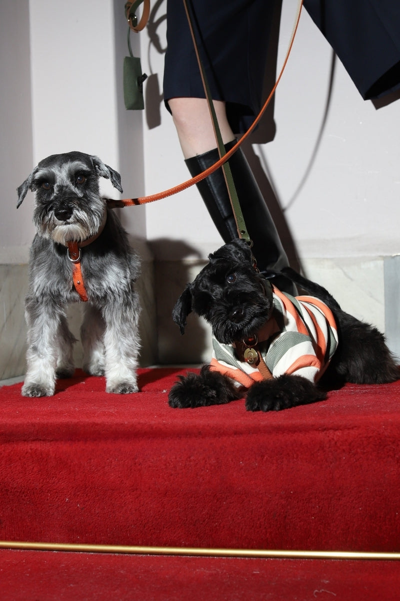 Zoë Pet Atelier × Lolidogs | Basic Stripe Army