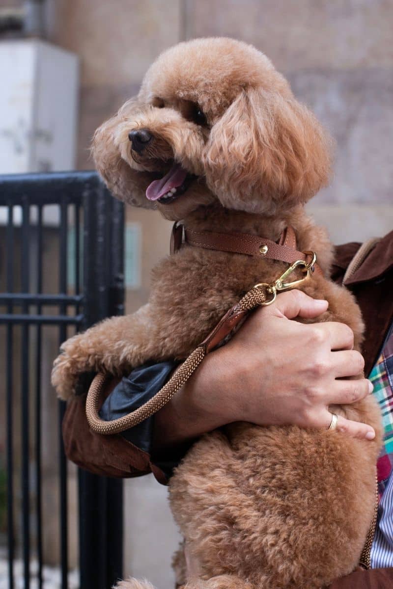LOOP CROSSBODY LEASH IN CARAMEL BROWN