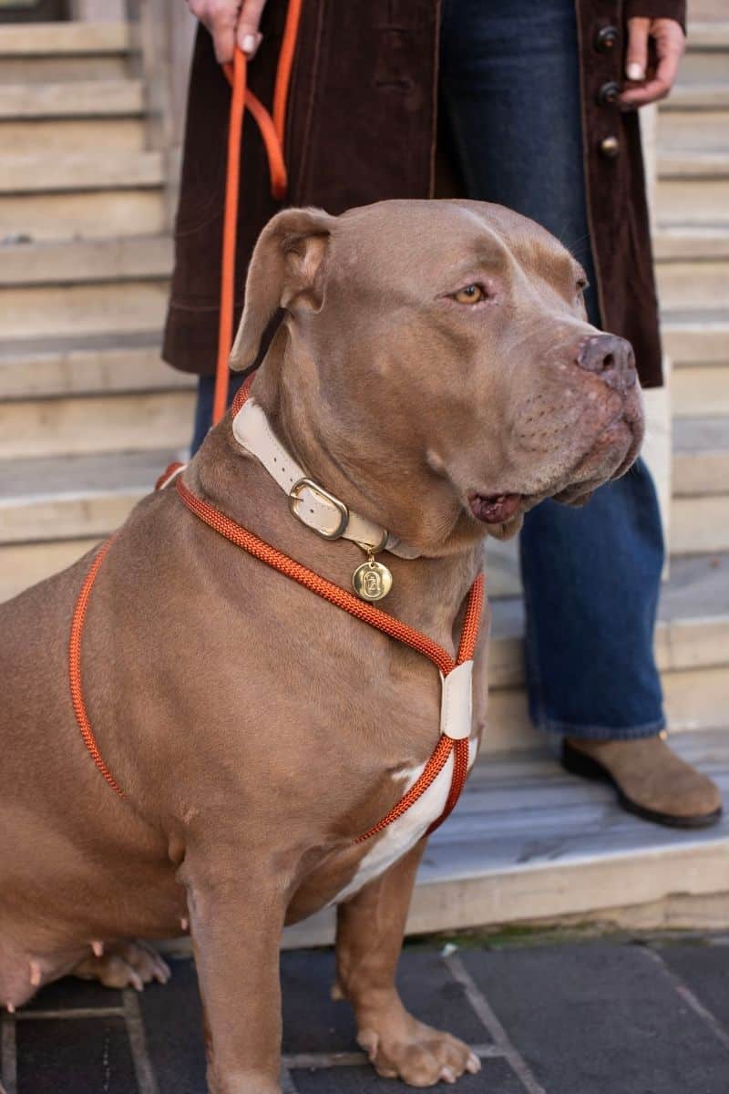 LOOP COLLAR IN RUSTY ORANGE