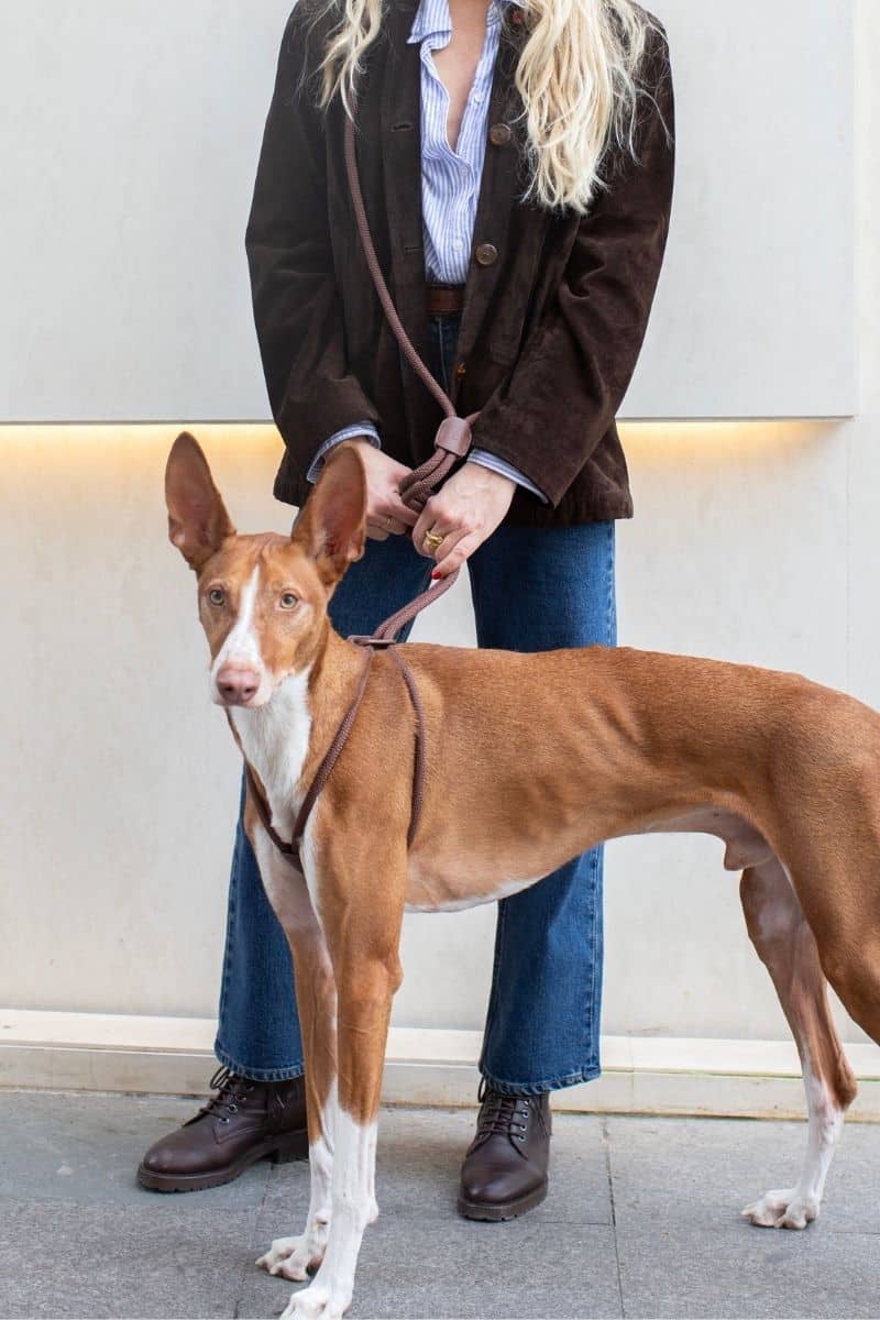 ALL IN 1 VEGAN LOOP HARNESS IN ESPRESSO BROWN