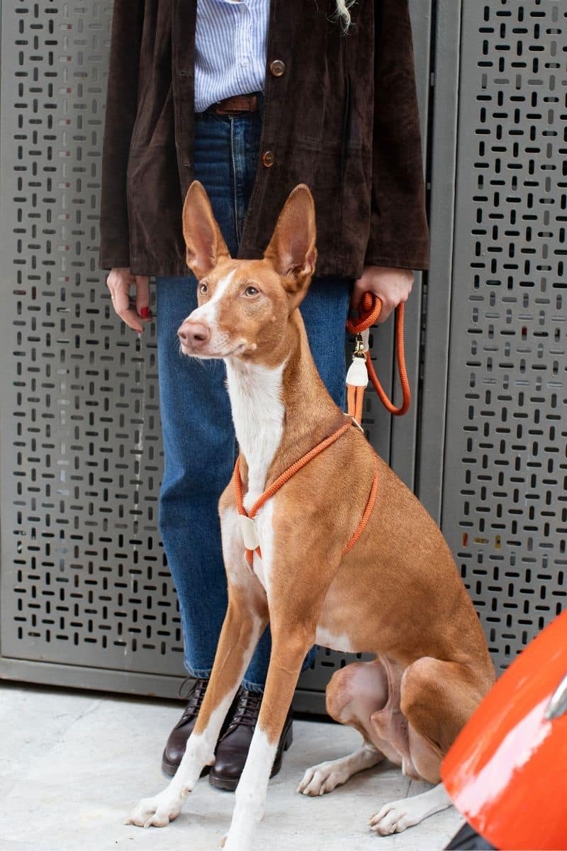 LOOP HARNESS IN RUSTY ORANGE