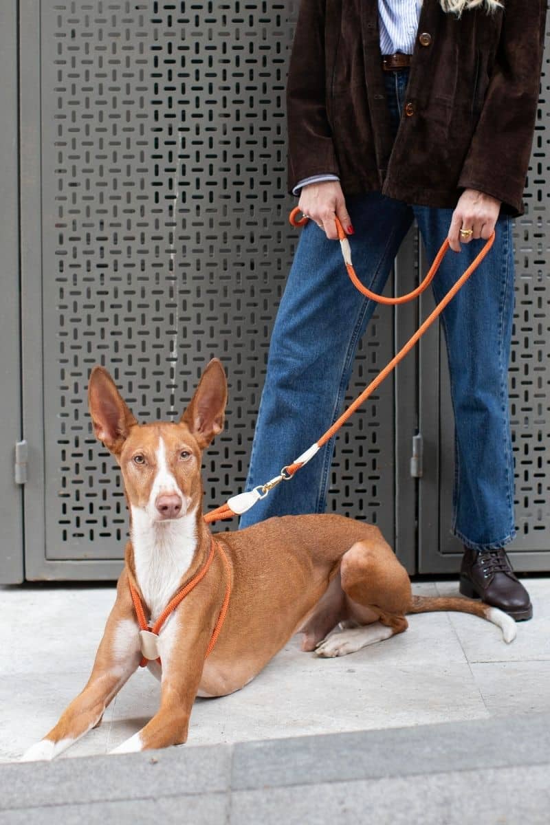 LOOP HARNESS IN RUSTY ORANGE