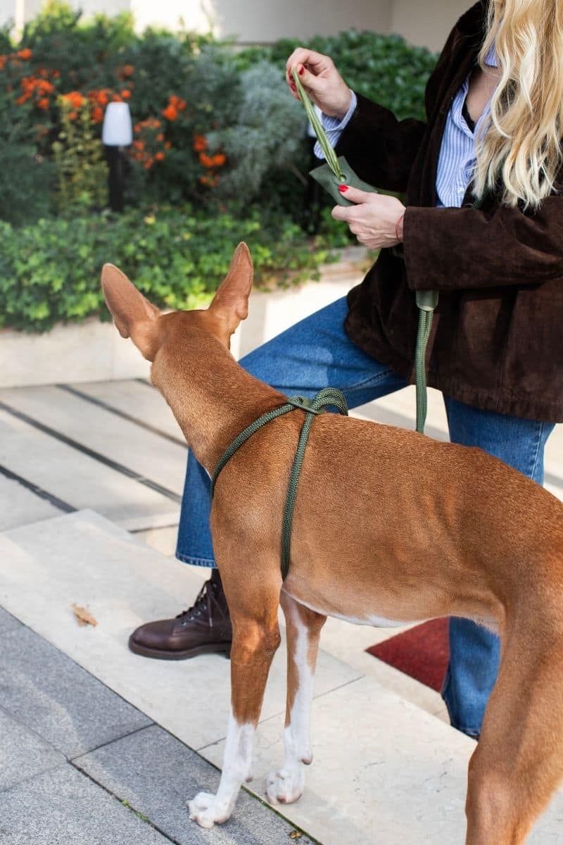 LOOP HARNESS IN ARMY GREEN