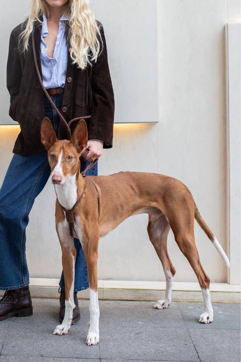 ALL IN 1 VEGAN LOOP HARNESS IN ESPRESSO BROWN