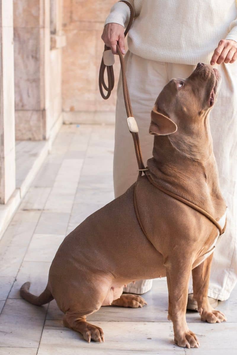 ALL IN 1 LOOP HARNESS IN CARAMEL BROWN BEIGE