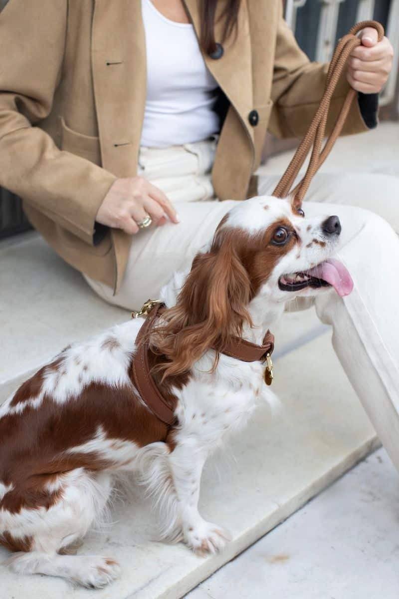 CROSS HARNESS IN CARAMEL BROWN