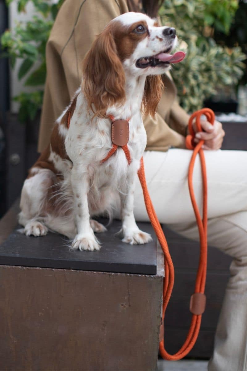 ALL IN 1 LOOP HARNESS IN RUSTY ORANGE