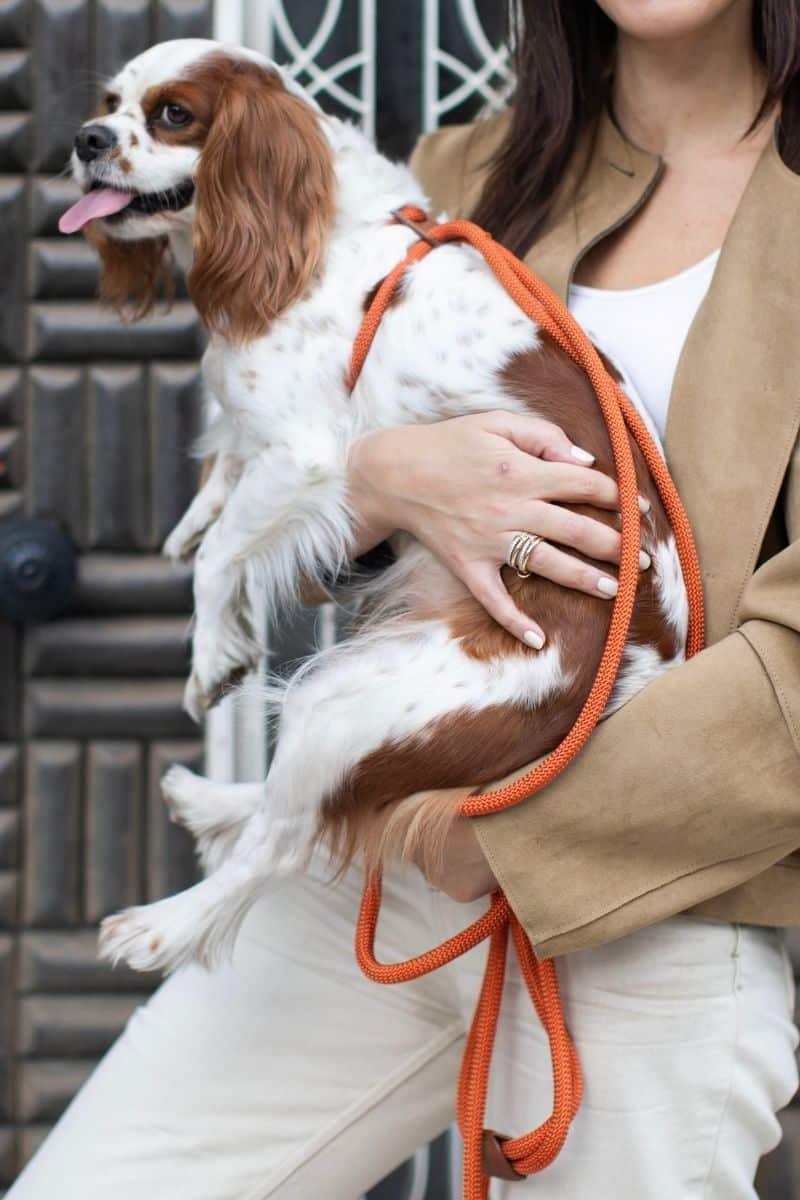ALL IN 1 LOOP HARNESS IN RUSTY ORANGE