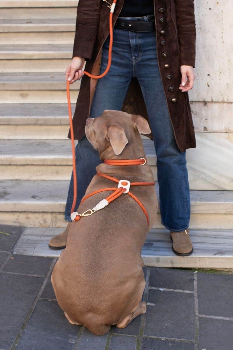LOOP HARNESS IN RUSTY ORANGE