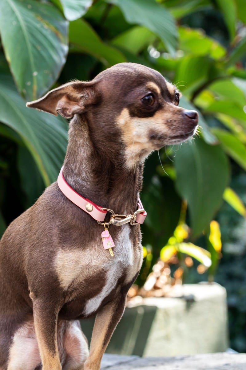 CHARM COLLAR IN PINK