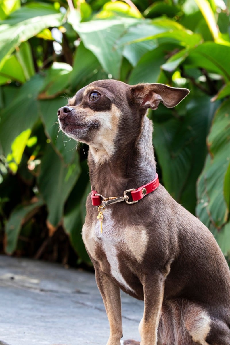 LEATHER CHARM COLLAR IN RED