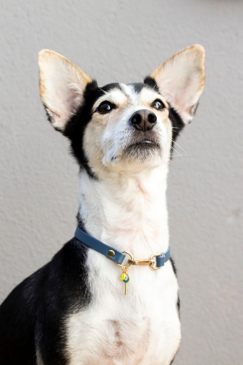 CHARM COLLAR IN NAVY