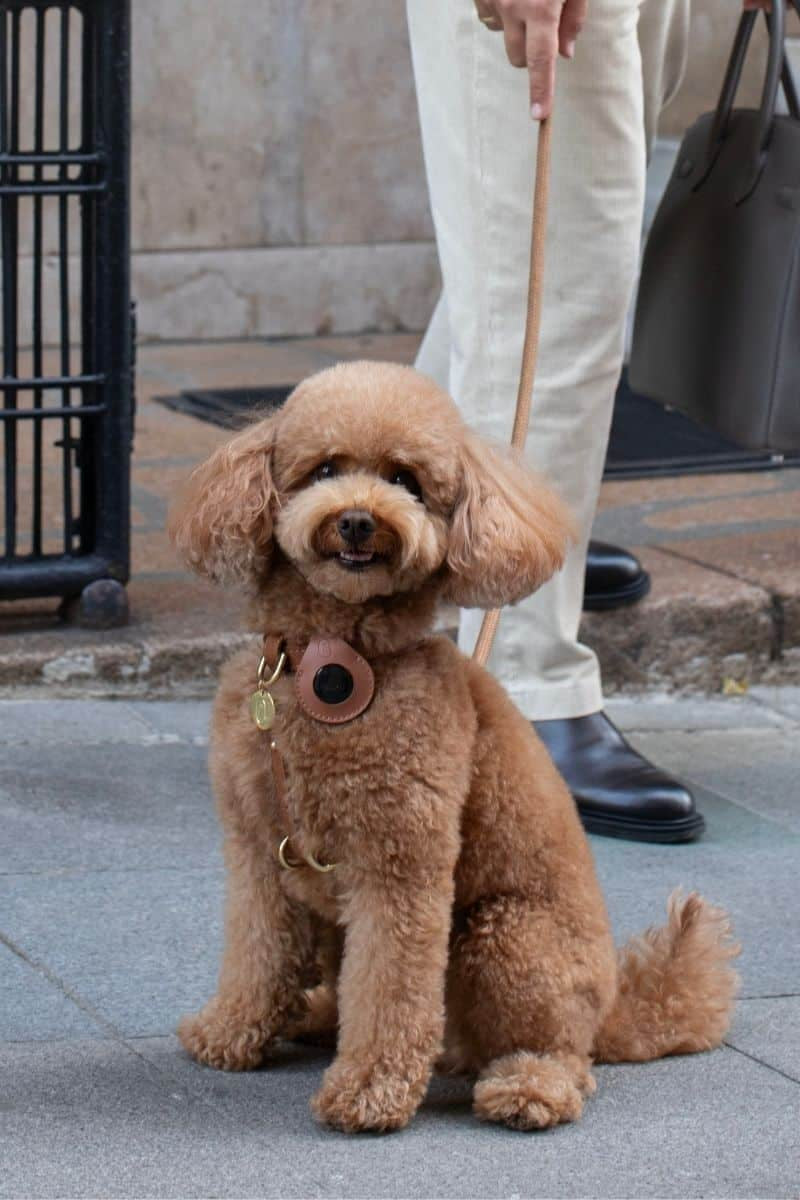 CROSS HARNESS IN CARAMEL BROWN