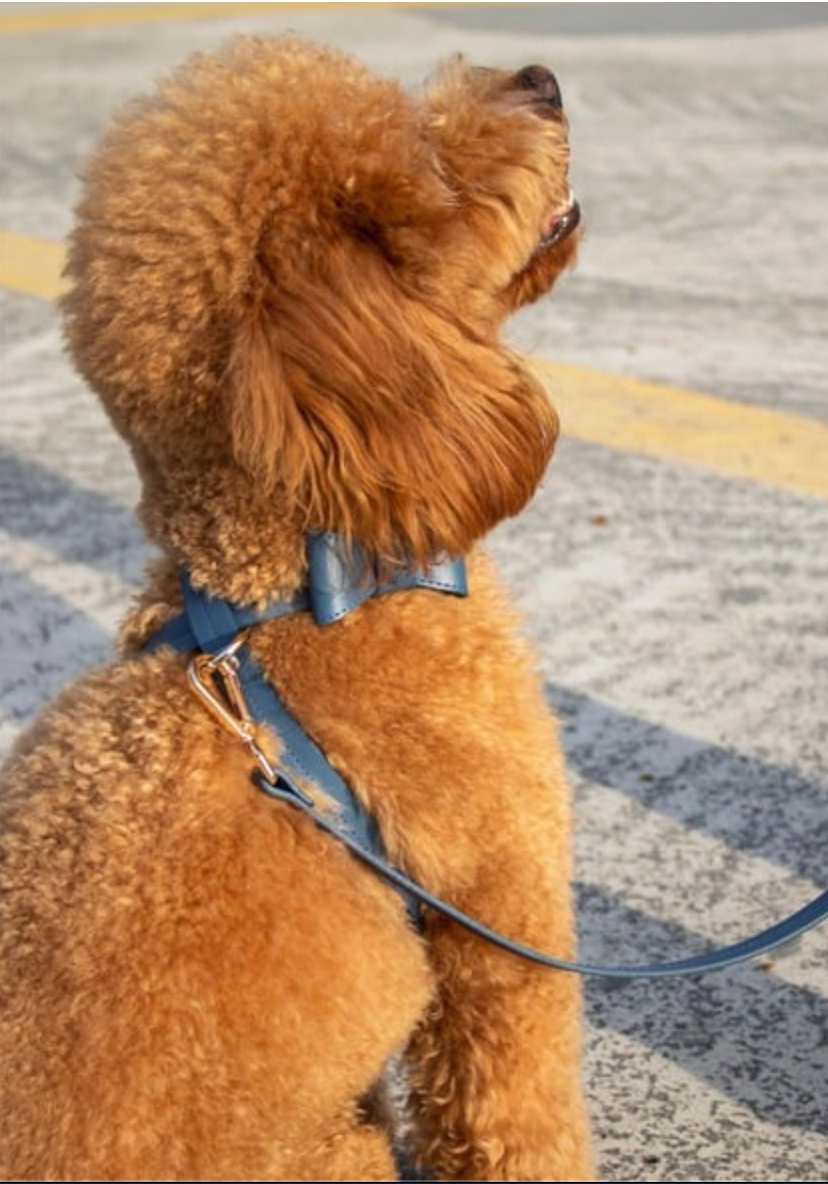 CROSS HARNESS IN NAVY
