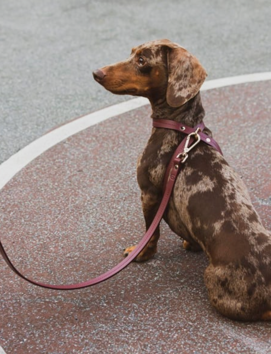 CROSS HARNESS IN BURGUNDY
