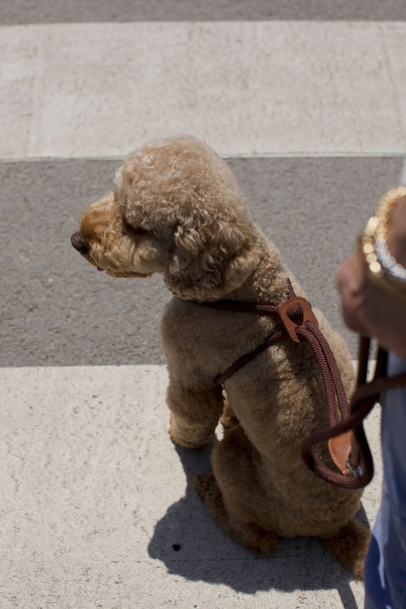 LOOP HARNESS IN ESPRESSO BROWN